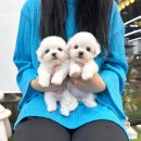 멍멍왕자 야옹공주 이미지