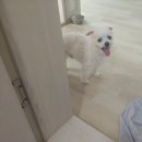 메디힐동물병원 네이버블로그