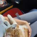 둘레길동물병원 이미지