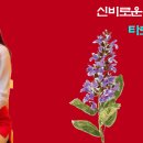 타로의 비밀, 메이저 아르카나 마법사(The Magician)의 책상 위 네 가지 도구…사원소(불, 물, 공기, 흙)와 마이크로코스모스 이미지
