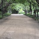 벚나무길 | 서울숲 국제정원박람회 아직 끝나지 않은 꽃구경 솔직후기 (26년 7월13일)