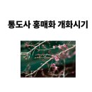 봄에 만나는 힐링 칼림바 | 통도사 홍매화 개화시기부터 주차·산책코스까지｜봄을 가장 먼저 만나는 곳