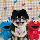 멍띠끄 | 천안 성정동 애견미용실추천 멍띠끄 대길이가 다니는곳