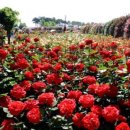 장미축제 이미지