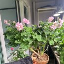 P-5K17 | [제라늄 키우기] 질소성분이 제라늄에 미치는 영향과 파란물 잭스프로페셔널 (10-30-20) 5개월 사용후기