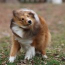 막둥이애견 이미지