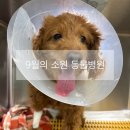 레오동물병원 | 인천 구월동 동물병원 9월의 소원 동물병원 강아지 스케일링