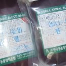 나만 애 동물병원 | 기절초풍 동물병원 수의 테크니션 취업 후기, 업무