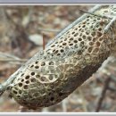 숲속이야기민박 이미지