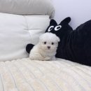 막둥이애견