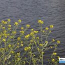 2017 새봄맞이 음악회 이미지