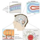 pathogen이 BBB를 통과하는 기전 - 영향력지수 50점 논문 이미지