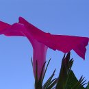 하늘을 향하여 이미지