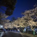 두류공원 83타워 벚꽃은 지금이 절정~ 이미지