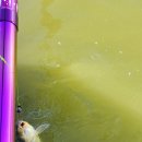 호암지낚시터 이미지