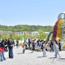 담양대나무축제 이미지