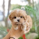 광주강아지분양 고양이분양 미유펫 본점 | 광주강아지분양 미유펫 애견분양 펫샵