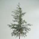 블루아이스식당 이미지