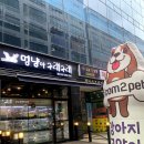 김포강아지고양이 멍냥아구래구래 | 김포강아지분양 귀여운 치와와를 만날 수 있는 멍냥아구래구래