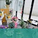 더리시안 이미지