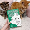 고양이언어 디코딩유어캣 초보집사를 위한 고양이 도서