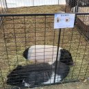 작은 동물원 이미지