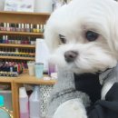 다교헤어