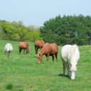 별미랑 고기랑 이미지