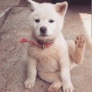 철길왕갈비살 이미지