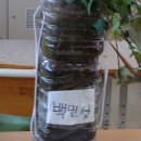 너는내식물 네이버블로그