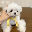 퍼피멜로디 이미지