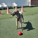 호텔스 컴도그 이미지