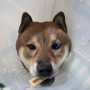 해솔약국 - 관악구 남부순환로 1733 | 파주 운정 야당 동물병원 <해솔동물병원> 중성화 후기
