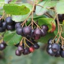 신영우농장 이미지