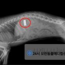 24시 모란동물 메디컬센터 이미지