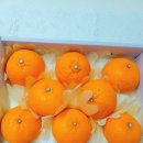 재주농장 | <제주 어멍똘농장>천혜향 3kg 7~14과 과일세트 후기 추천