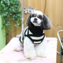 마미펫살롱 이미지