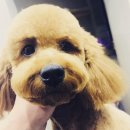 그루머웅 이미지