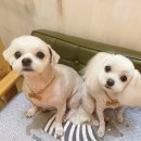 강아지는 미용빨 이미지