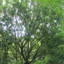 쌍계사 상록수림 이미지