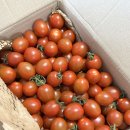 방주농원 | 직접재배 수확 산지직송 방주농원 대추방울토마토