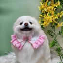 달콩이 Daum카페