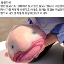 세상에서 제일 못생긴 동물들,, 이미지