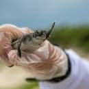 거북이네 이미지