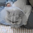 고양이 무마취 미용 냥털도둑 이미지