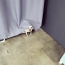 견미소 이미지