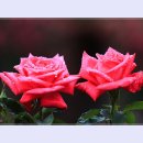곡성-042 티스토리