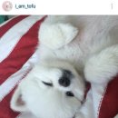 띵똥와플 이미지