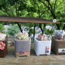 다육꽃세상 이미지