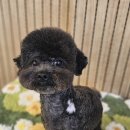 빠몽(PAWMONG) 이미지